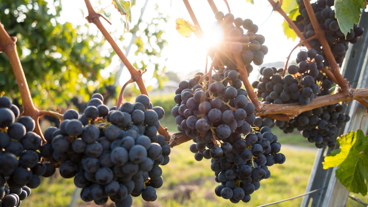 No Douro, robôs e algoritmos começam a partilhar as encostas com o trabalho humano de séculos.
